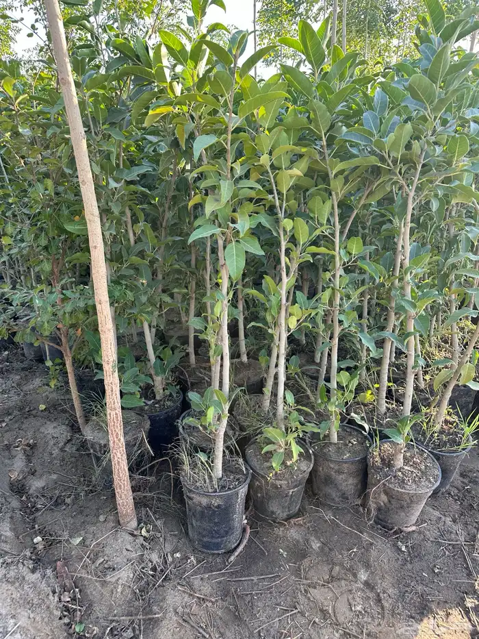 مشتل لتوريد الاشجار والشتلات بكميات كبيرة وباقل الاسعار 15