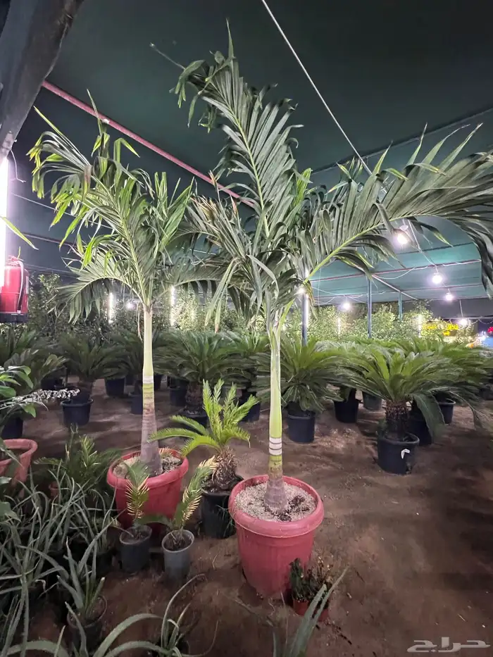 زراعة وحدائق 23