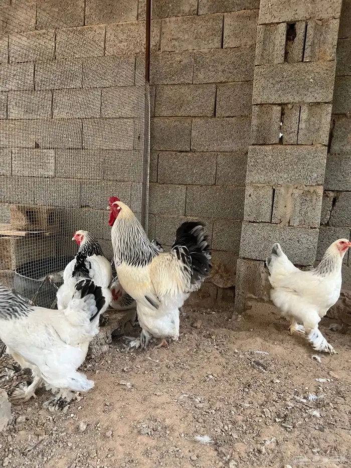 بيض دجاج براهما كولومبي 2