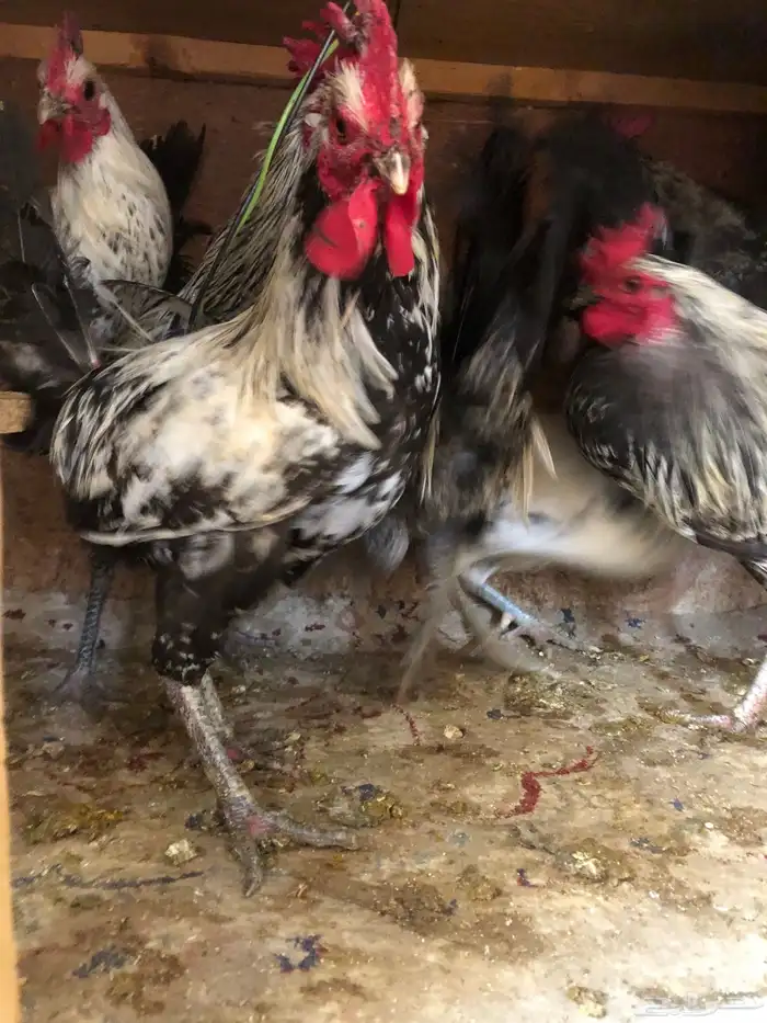 ديوك عربي وفيومي 4