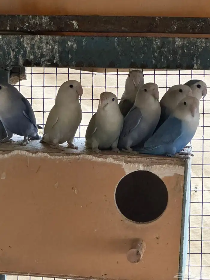 مطير طيور زينة   روز باليدات وفايلوت أوب لاين 2