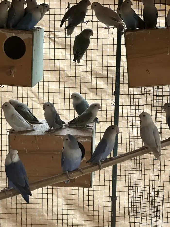 مطير طيور زينة   روز باليدات وفايلوت أوب لاين 4