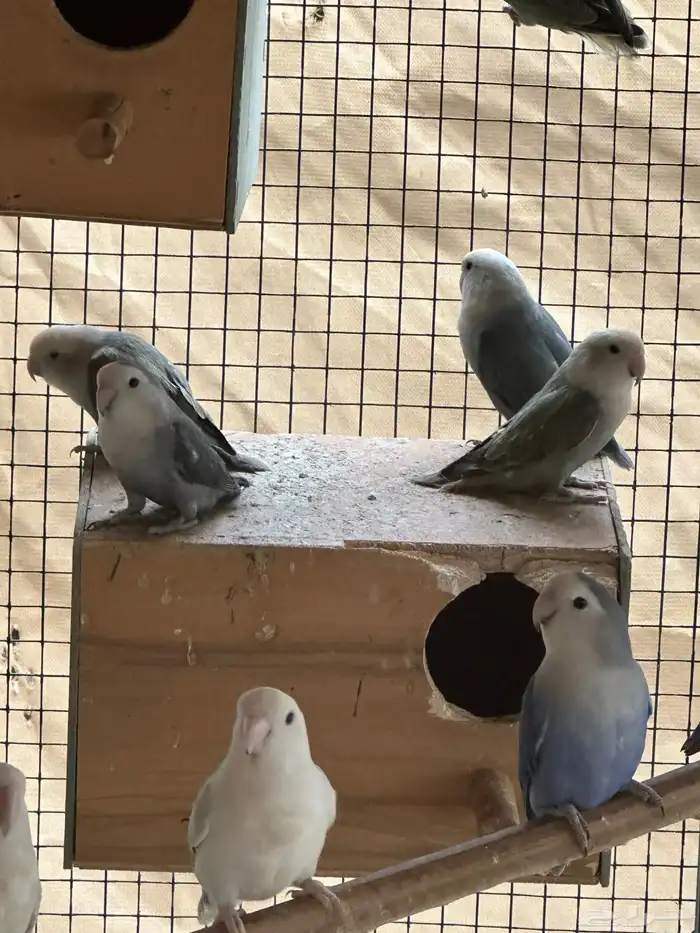 مطير طيور زينة   روز باليدات وفايلوت أوب لاين 3