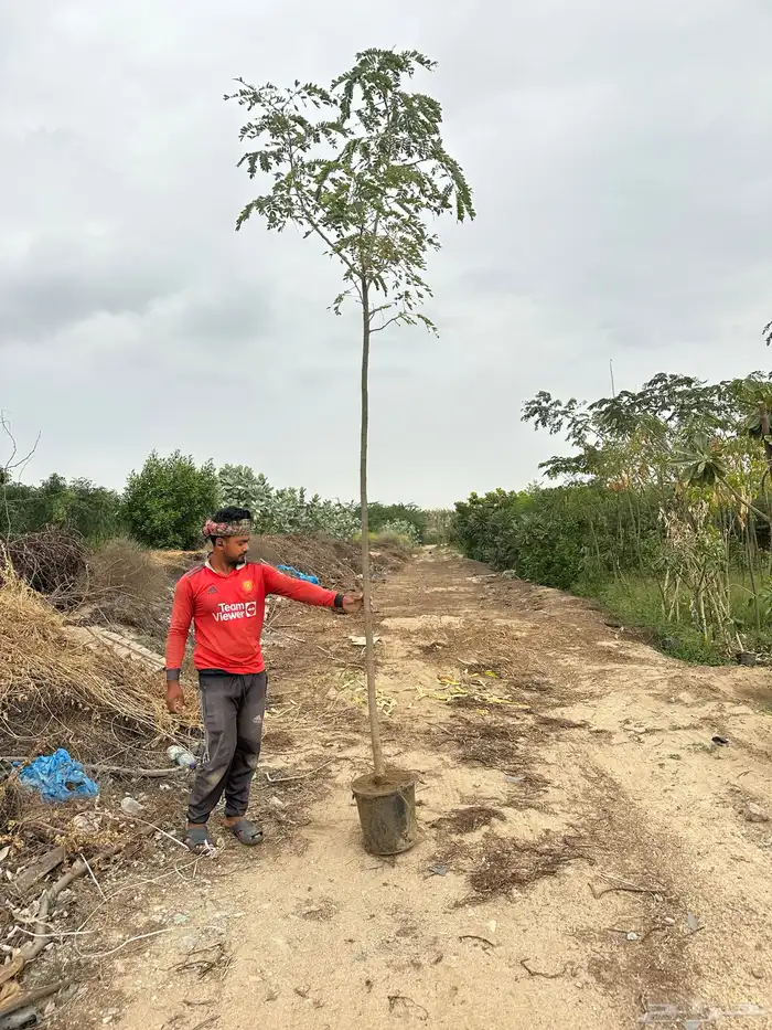 مشتل لتوريد الاشجار والشتلات بكميات كبيرة وباقل الاسعار 0