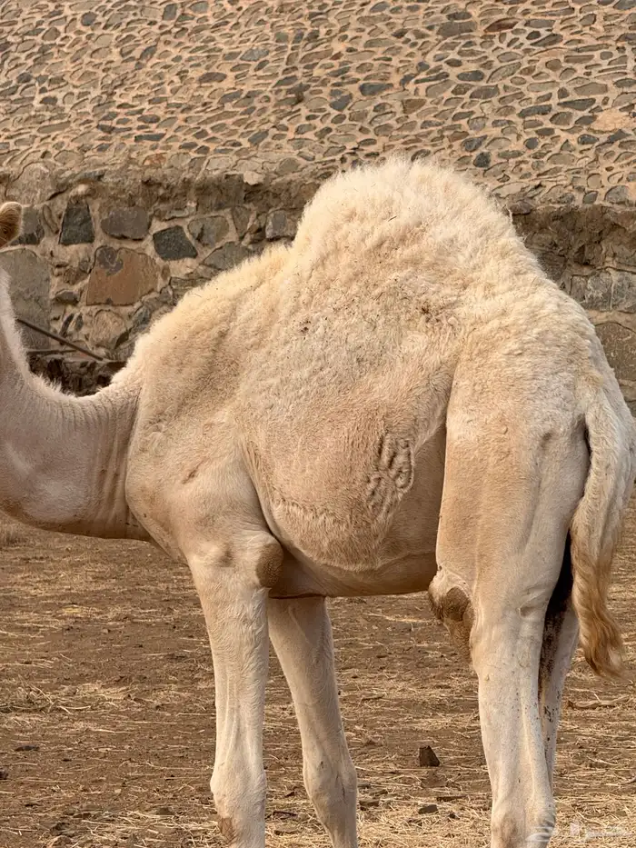 حاشي 2