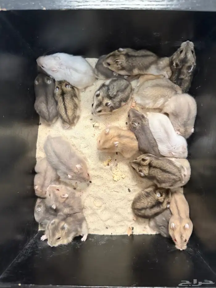 هامستر ونتر وايت للبيع (الدبدوب) 1