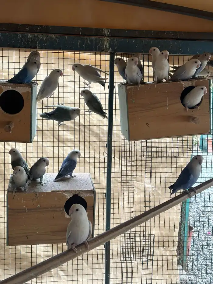 مطير طيور زينة   روز باليدات وفايلوت أوب لاين 9