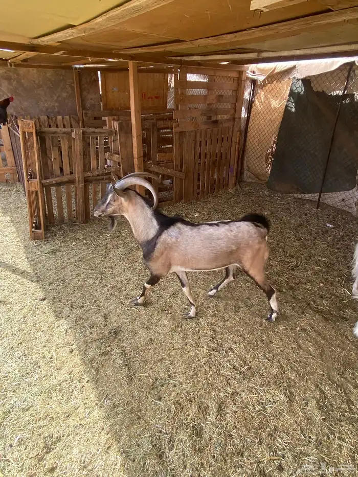 تيس مهجن 1