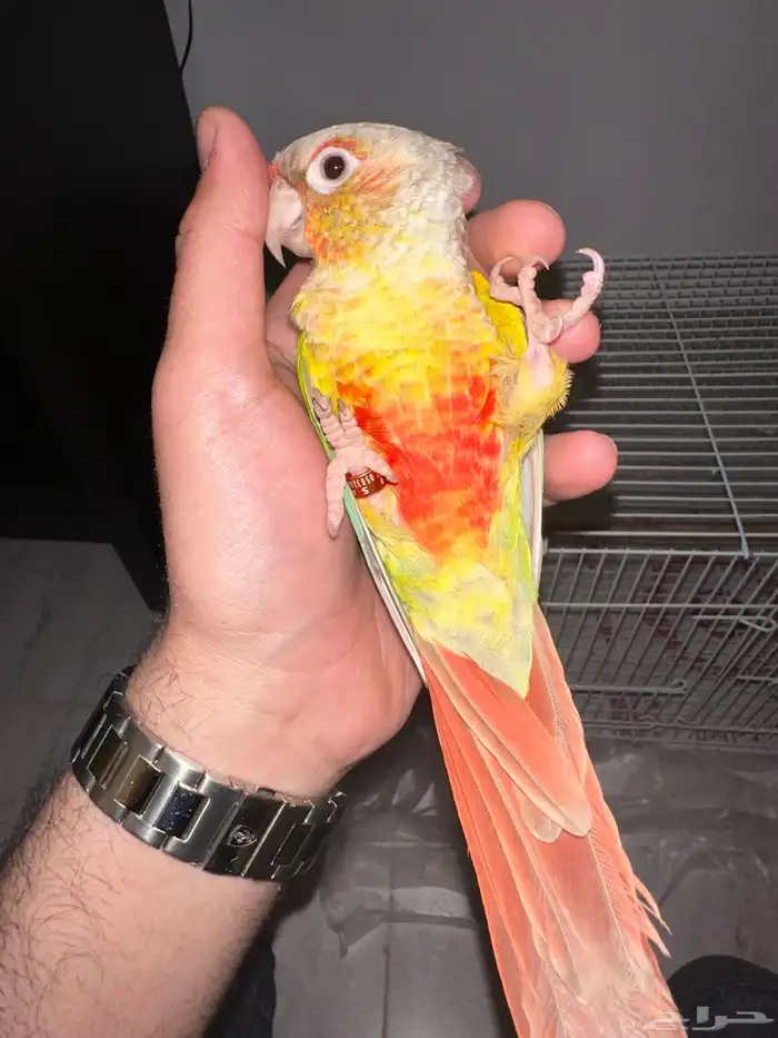 انثي كنيور اناناس تم البيع 0