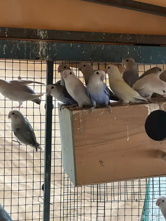 مطير طيور زينة   روز باليدات وفايلوت أوب لاين 6