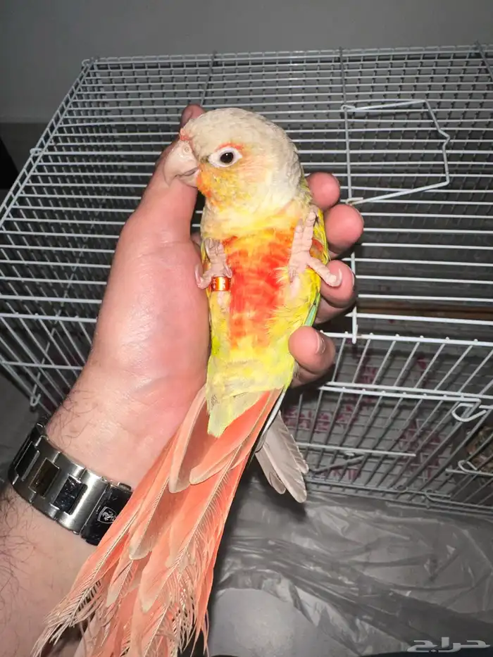 انثي كنيور اناناس تم البيع 3