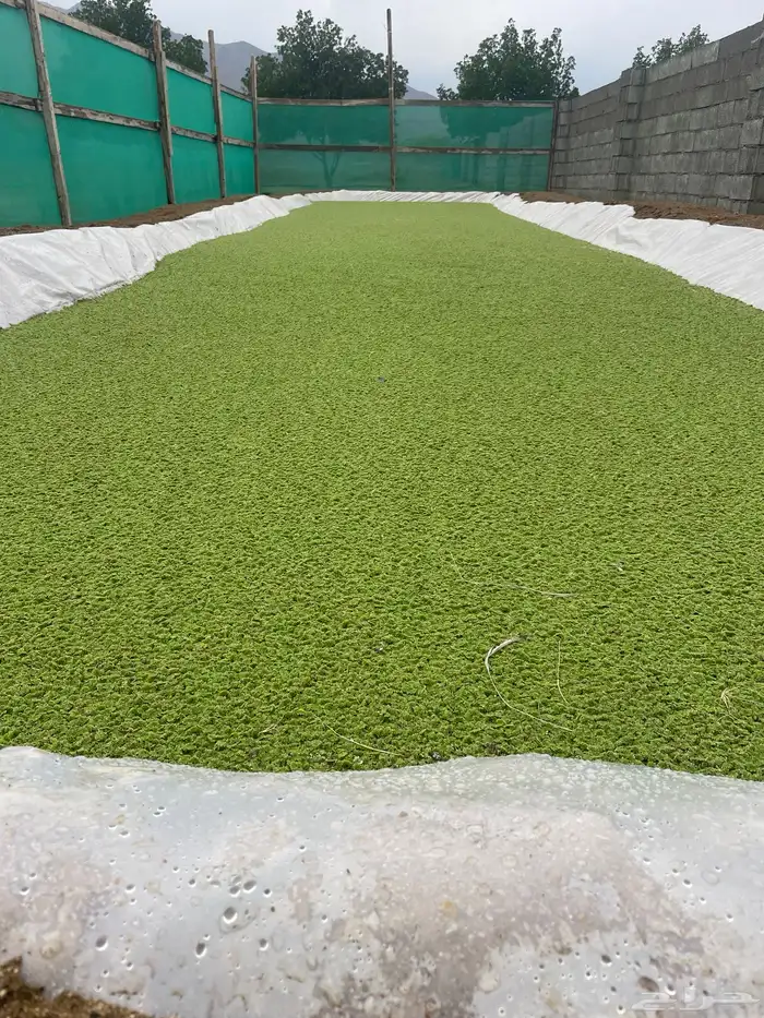 ازولا اعلاف للطيور والمواشي والاسماك 0