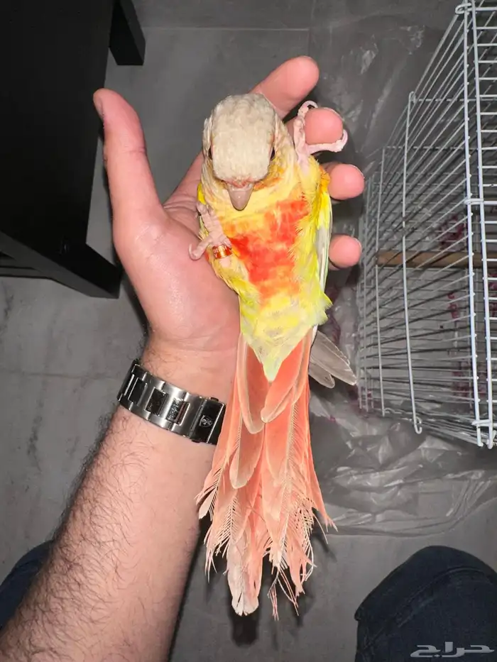 انثي كنيور اناناس تم البيع 5