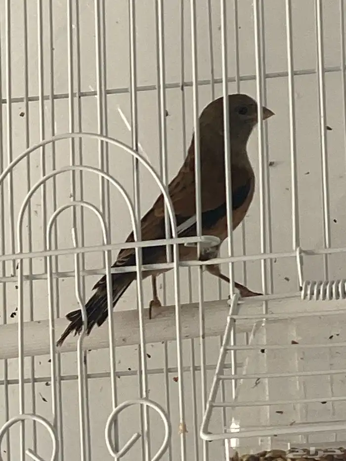 حسون يمني كبيس كناري تم البيع 3