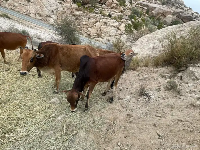 بقر حسلان عجول بلدي رمضان 7