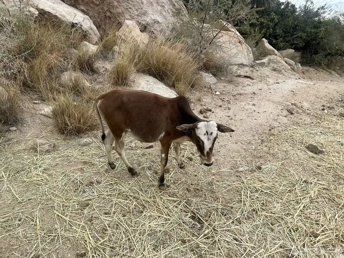 بقر حسلان عجول بلدي رمضان 9
