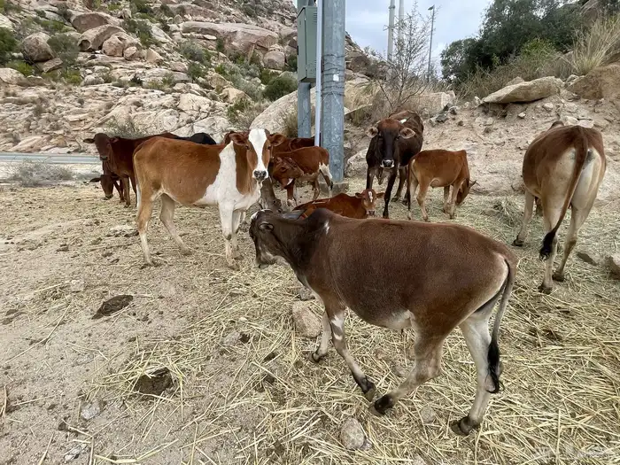 بقر حسلان عجول بلدي رمضان 1