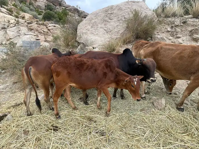 بقر حسلان عجول بلدي رمضان 20