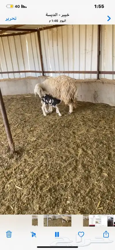 نعجه والد تحتها خروف .تم البيع 4