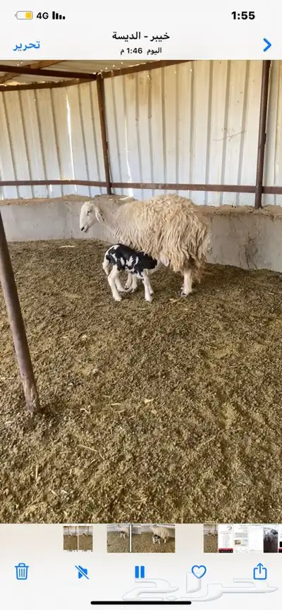 نعجه والد تحتها خروف .تم البيع 3