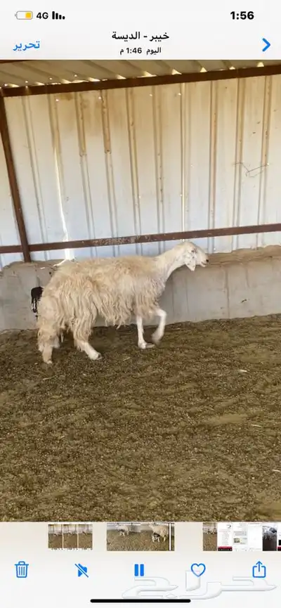 نعجه والد تحتها خروف .تم البيع 2