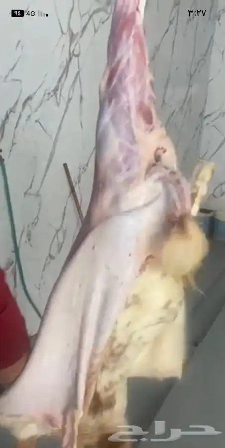 تيوس للبيع ذبايح 0