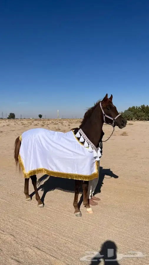 مهر شعبي ينافس الواهو 0