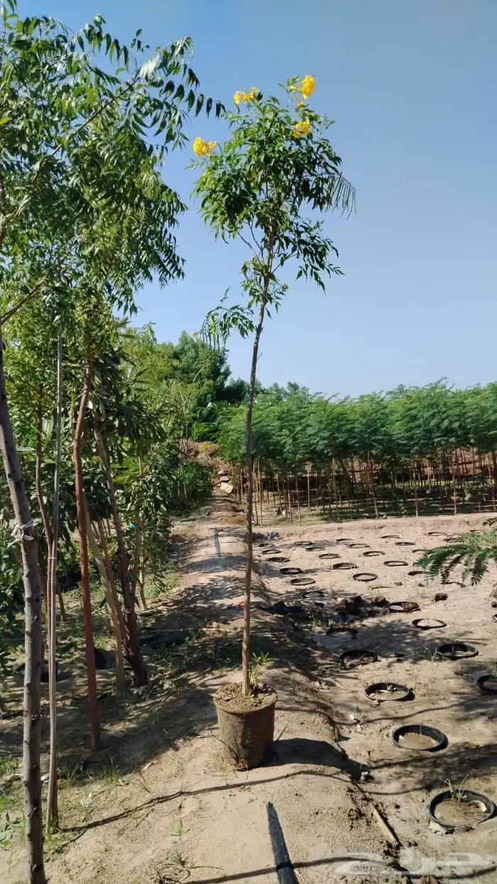 مشتل لتوريد الاشجار والشتلات بكميات كبيرة وباقل الاسعار 9