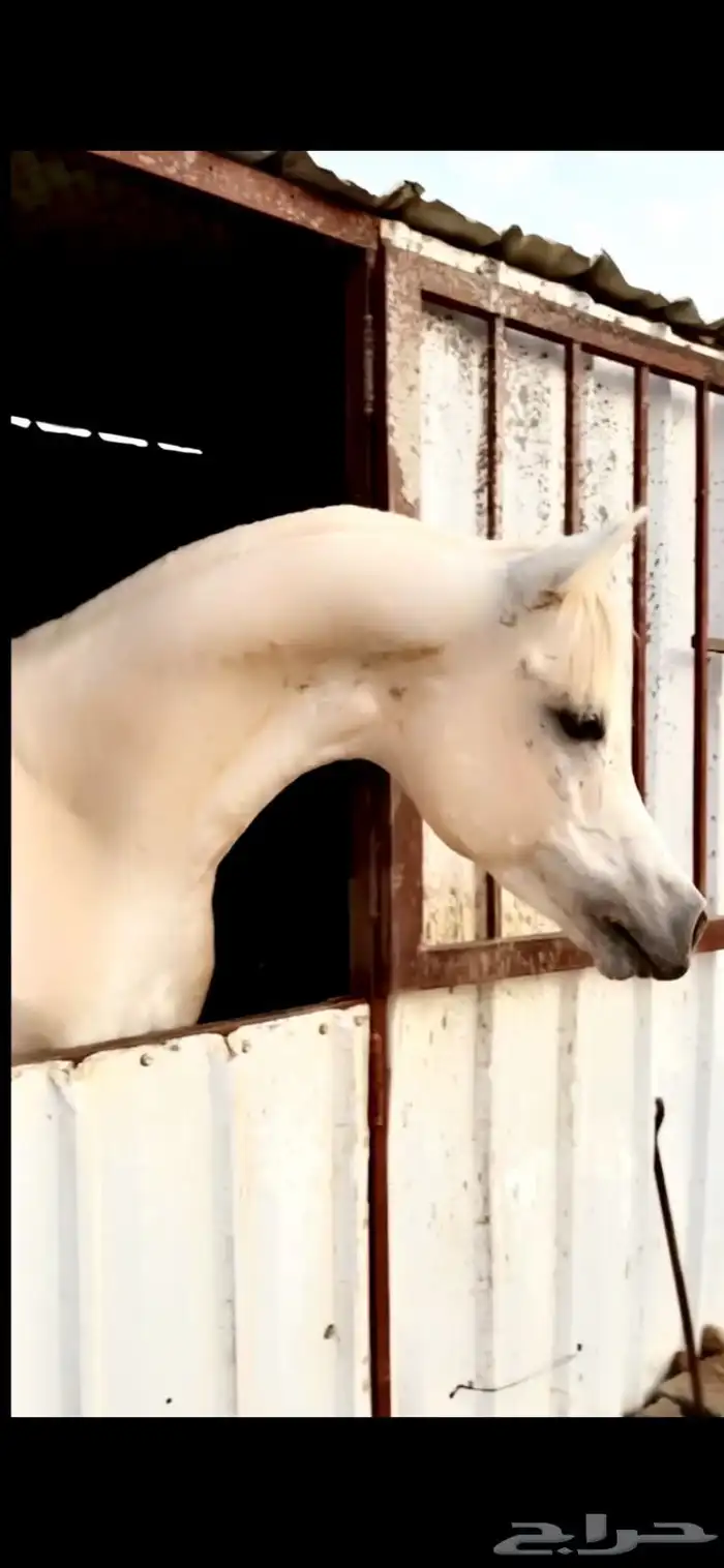 حصان كفو للبيع 2