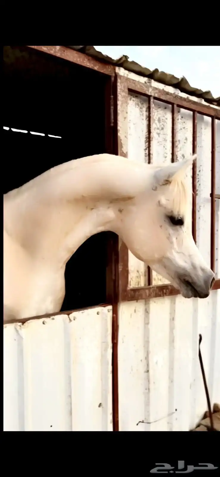 حصان كفو للبيع 2