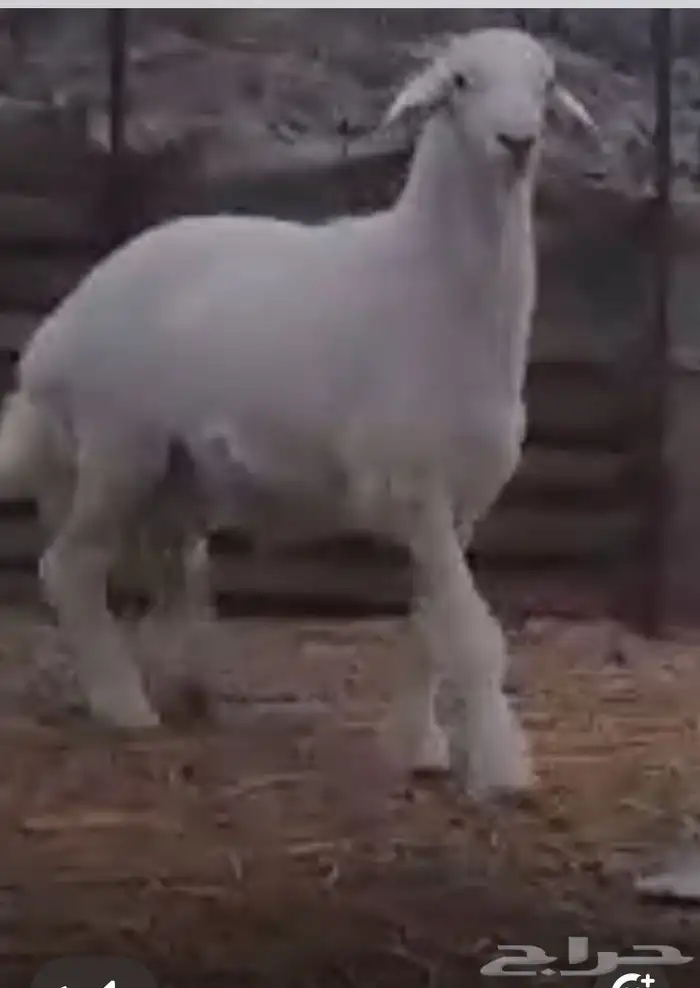 مشروع فحل حري صنف .تم البيع..تم البيع 3