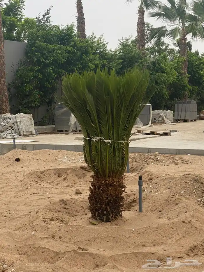 زراعة وحدائق 49