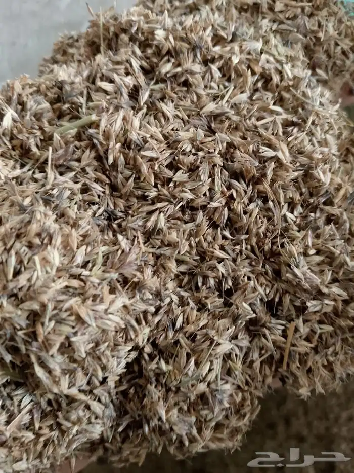 بذور رودس نظيفه على الشرط 0
