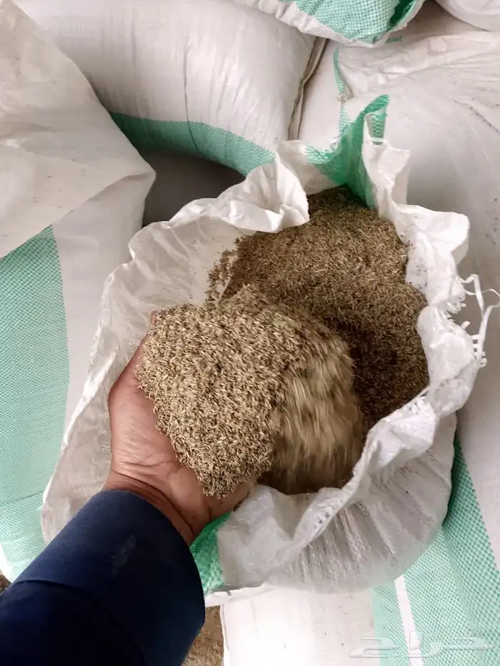 بذور رودس نظيفه على الشرط 1