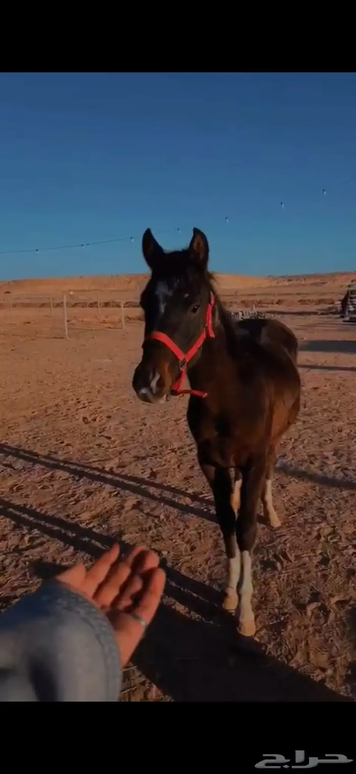 للبيع فرس معها مهره 0