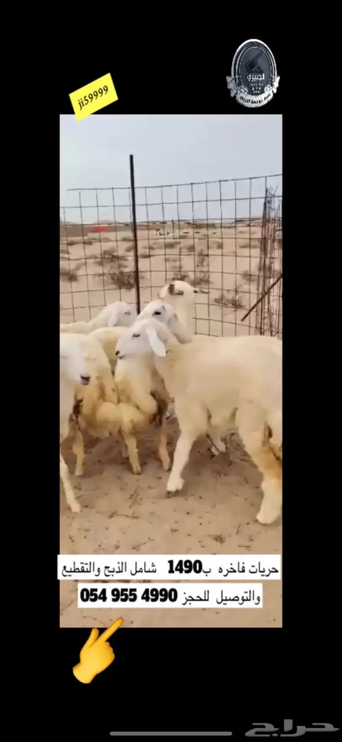 حوار حليب البيع بالربع وحري ذبيحة كاملة 5