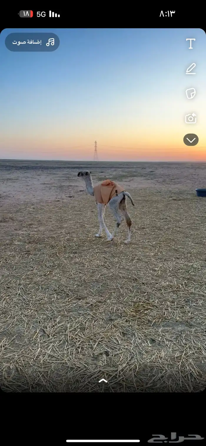 للبيع الفحل طيب لي اصله حسوني 2