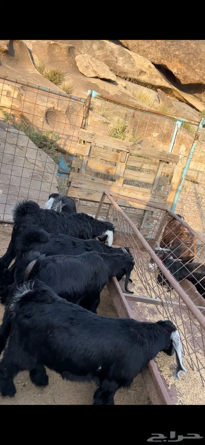 تيوس لبنيه 0