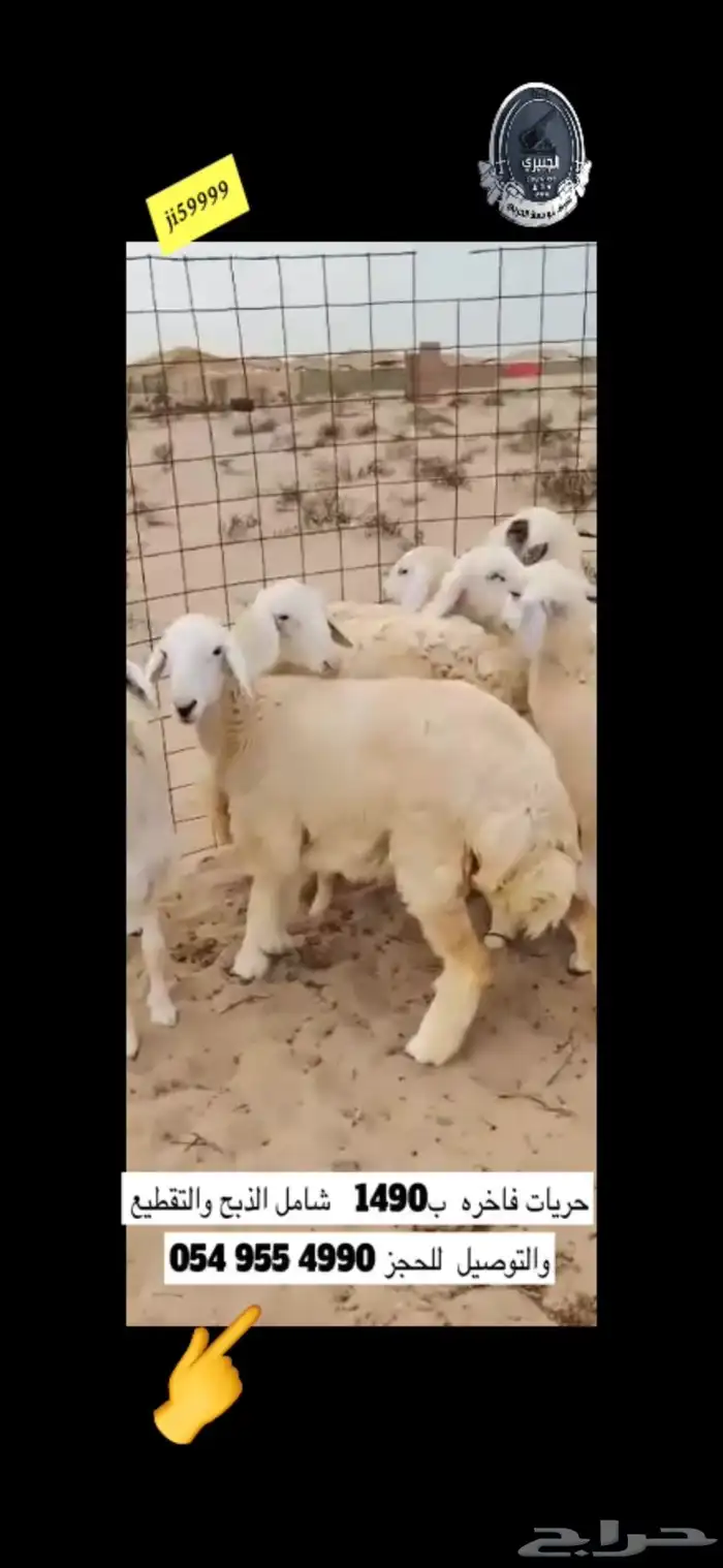 حوار حليب البيع بالربع وحري ذبيحة كاملة 4