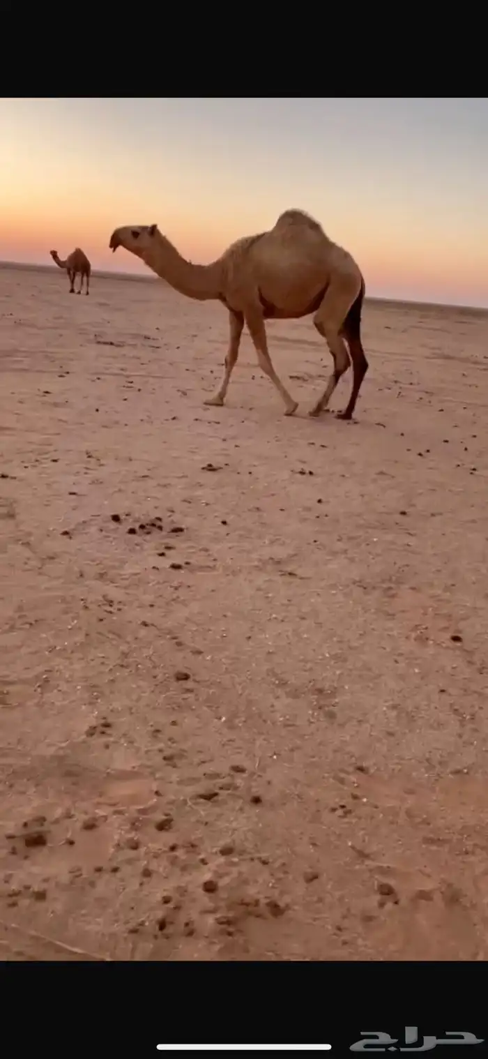 للبيع بكره حقه طيبه رمانيه وعلي التحليل 1