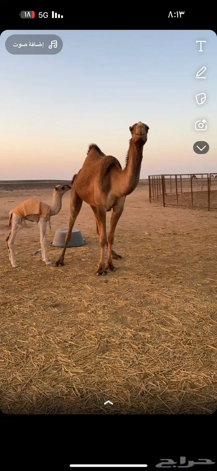 للبيع الفحل طيب لي اصله حسوني 3