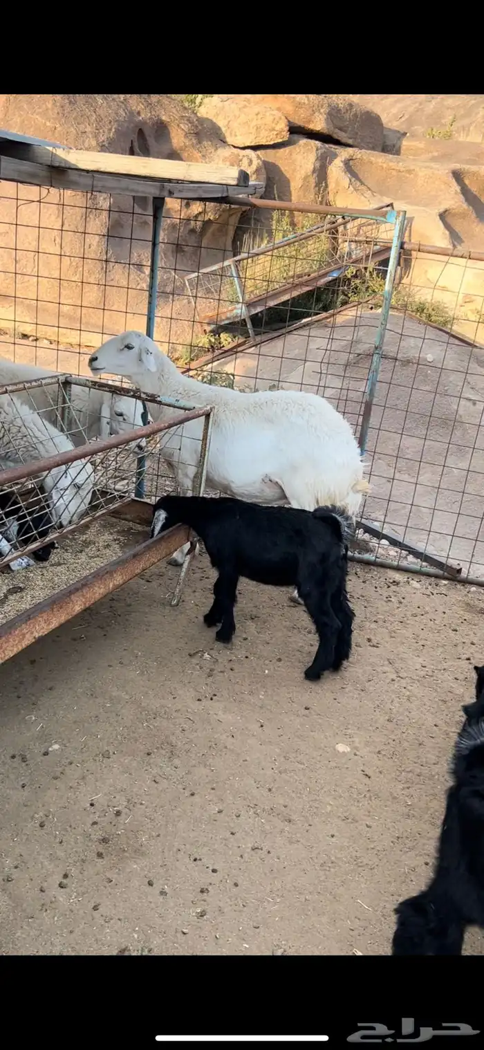 تيوس لبنيه 1