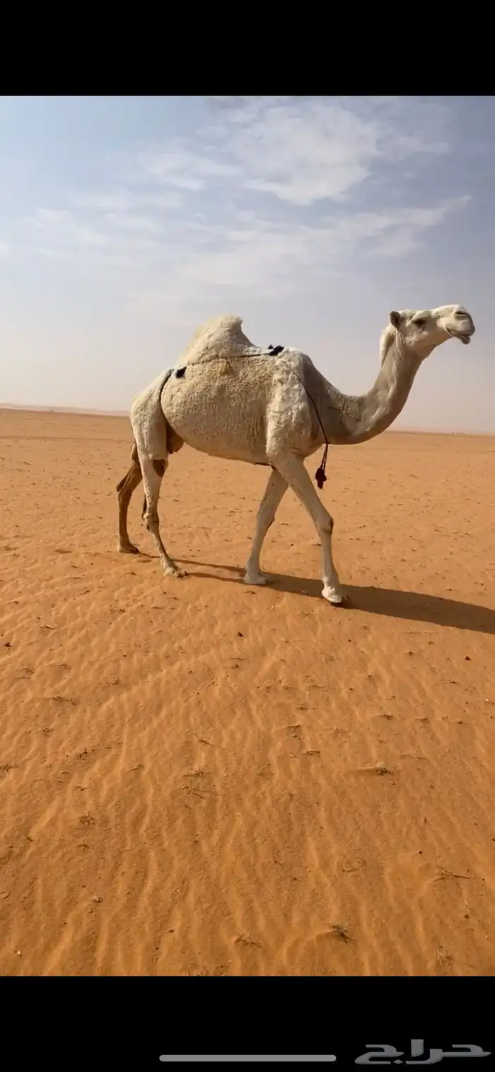 ناقه ظريبه وضحاء سلم 0