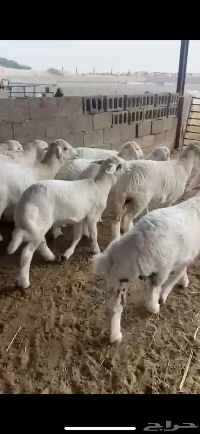 ذبايح طليان ورخال هرافا فل ذبايح 0