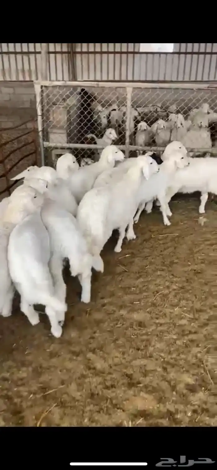 ذبايح طليان ورخال هرافا فل ذبايح 2