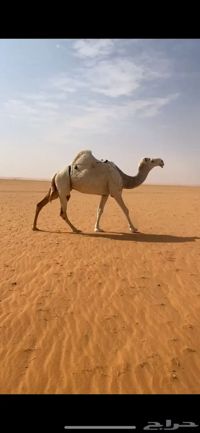 ناقه ظريبه وضحاء سلم 2