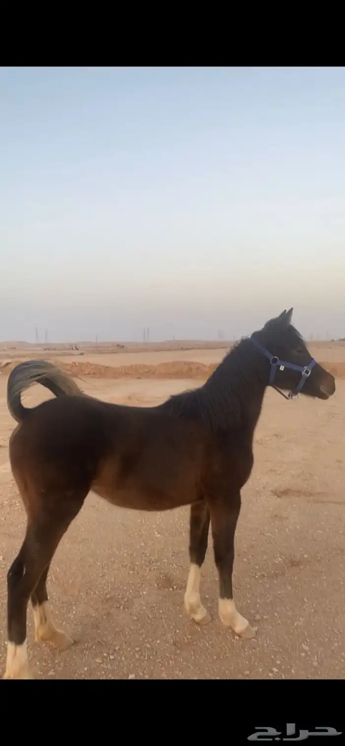 للبيع فرس معها مهره 1