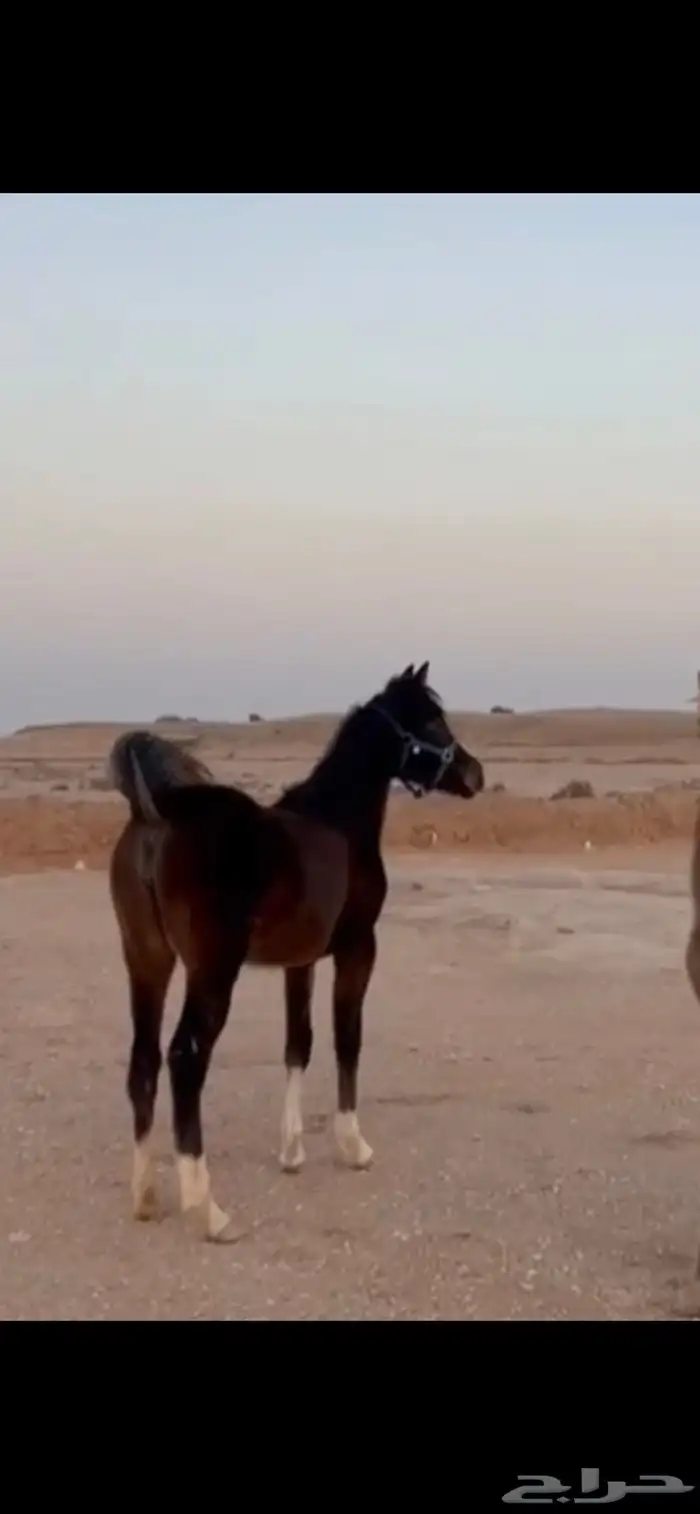 للبيع فرس معها مهره 2