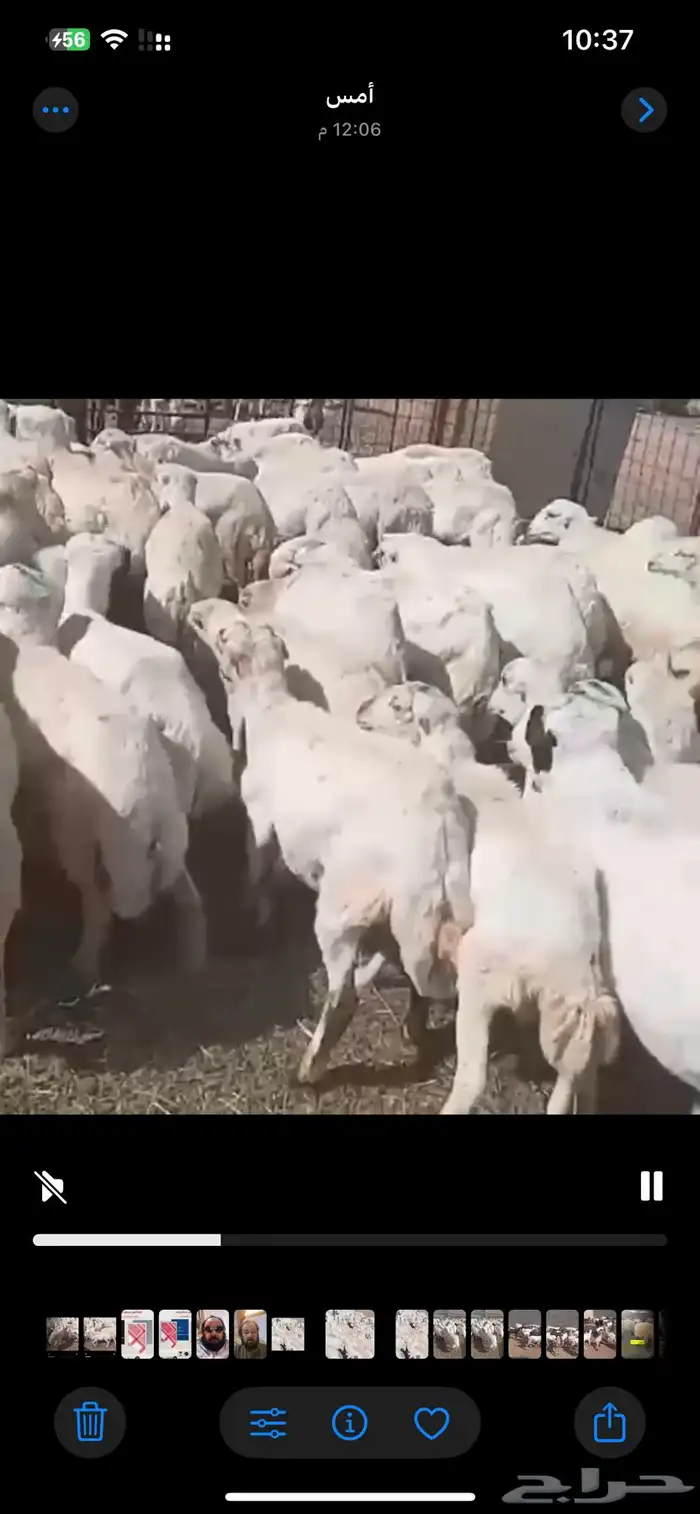 خرفان رفيدي صمع بلدي وتيوس جنوبيه وعوارض ويمنيه 1