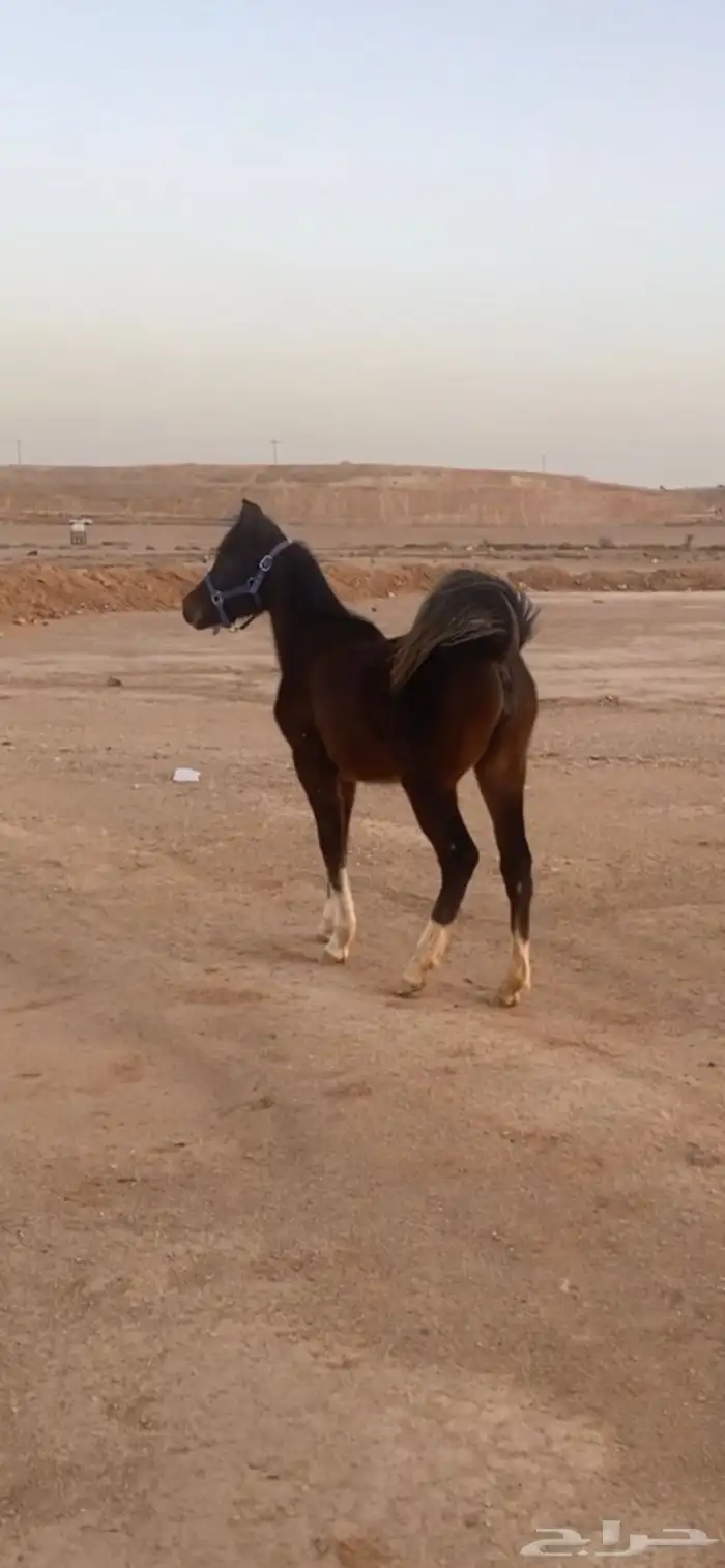 للبيع فرس معها مهره 3
